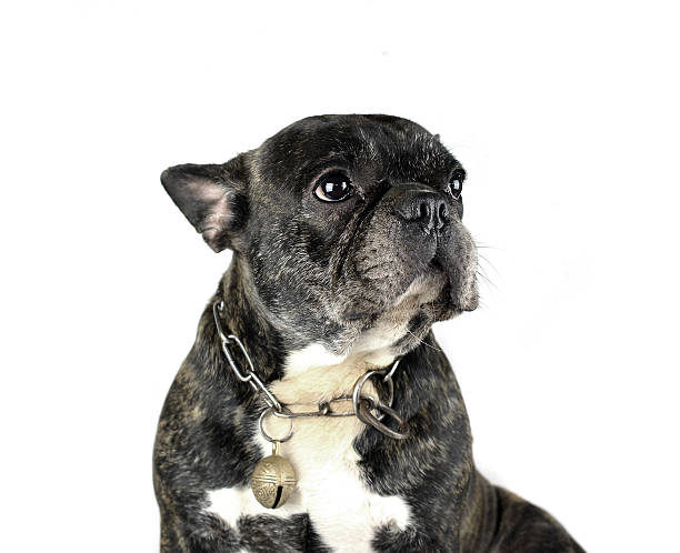istock French bulldog on white background 523615079