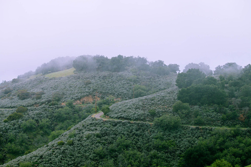 Mist covers the tops of trees as a road winds through the hills. 