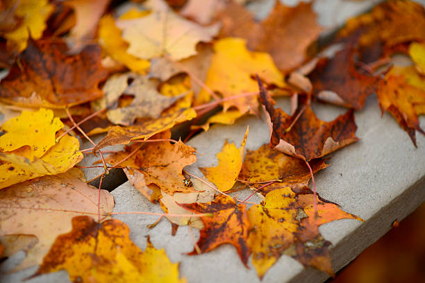 istock Stack of autumn leaves on picnics table, blur background 523616091