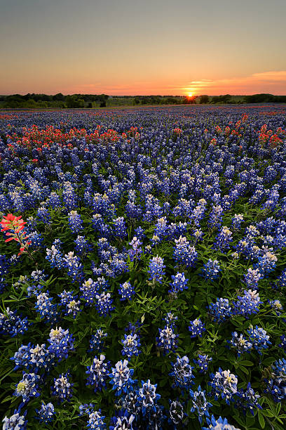 istock Wild flower Bluebonnet in Texas 523616490
