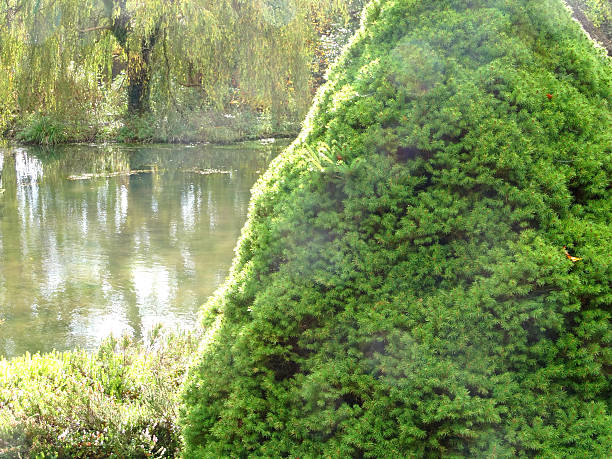 Photo showing a large, mature dwarf Alberta spruce growing by a garden pond, with an autumnal weeping willow in the background (salix babylonica), reflecting on the surface of the water. The Latin name for this variety of dwarf conifer spruce is: Picea glauca Rainbow's End.