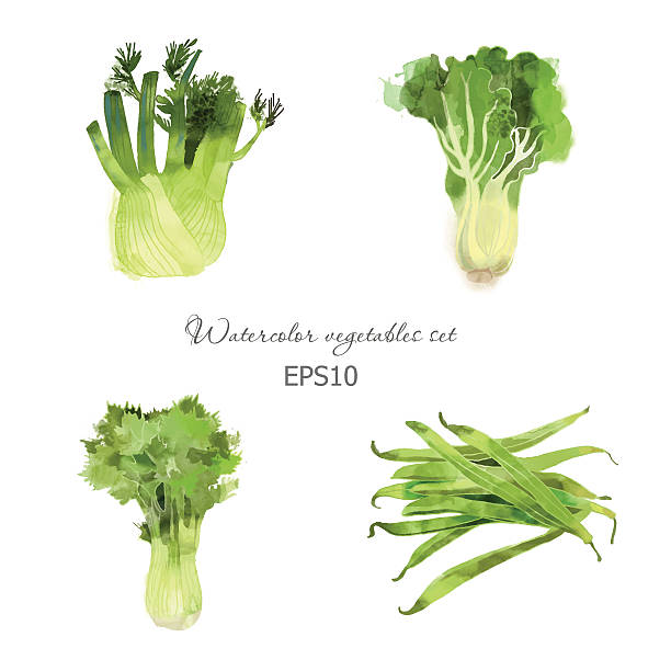 sałata, seler, kopru, fasola - celery vegetable illustration and painting vector stock illustrations