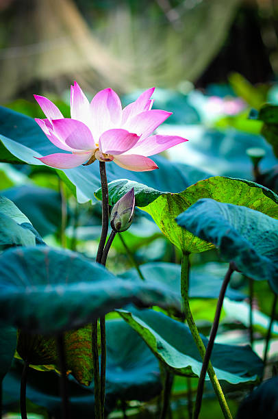 istock Beautiful lotus flower 523616703