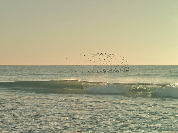 istock Sea Birds at Sun Rise over Breaking Wave 523616770