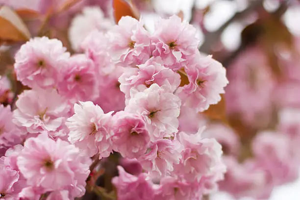 Soft focus Sakura cherry flower blossom in spring,background cherry flower blossom
