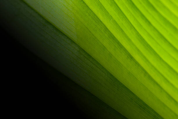 istock closeup green leaf to set as wallpaper. 523617157