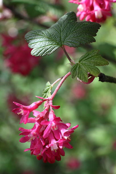 istock Ribes sanguineum Pursh 523617260