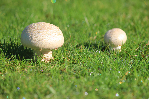 Photo showing a couple of button mushrooms (Agaricus bisporus) / white toadstools, growing in a garden lawn in the autumn.  Mushrooms are a type of fungus plant and this particular mushroom has been pictured early in the morning, when the surrounding blades of grass when covered in morning dew drops, sparkling in the sunshine.