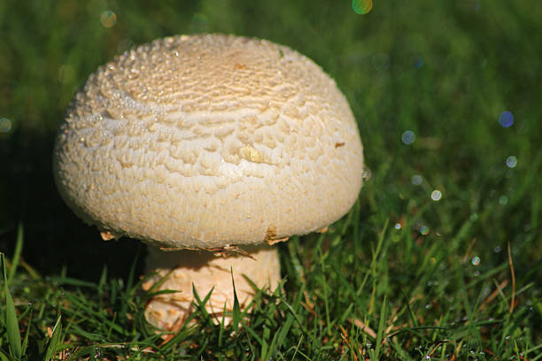 A closeup shot of mushrooms in the field