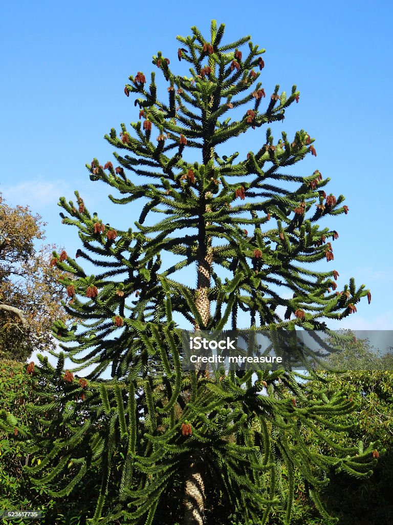 Monkey Tree Monkey Puzzle Tree Branches With Seedscones Chilean Pine Araucaria ...