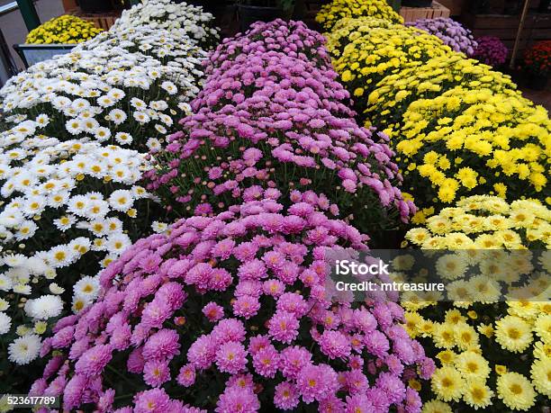 Crisantemo Imagen De Coloridas Floresplantas Cornejo Chrysanthemums Pot  Múltiples Colores Foto de stock y más banco de imágenes de Aire libre -  iStock
