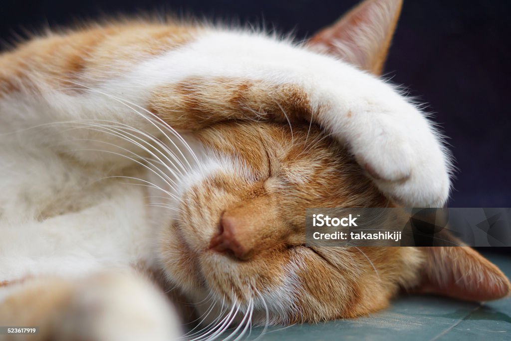 The cat which sleeps It is a tea cat sleeping in the garden of the house. Cute Stock Photo