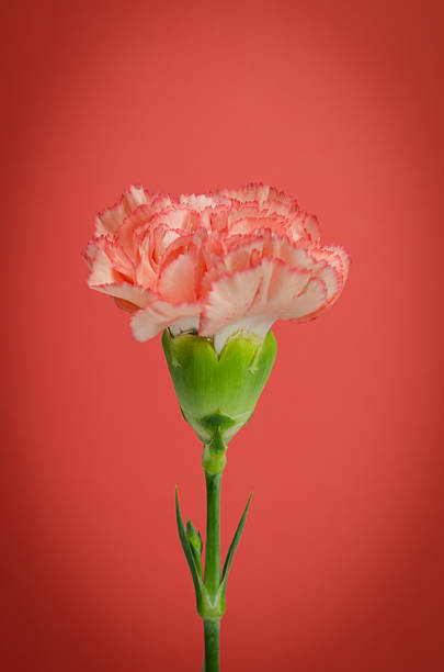 istock carnation flower design on red background 523618275