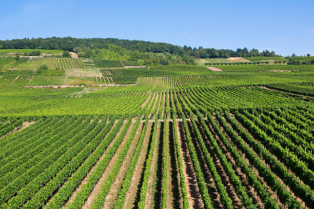 istock Wineyards in Rudesheim am Rhein 523618399