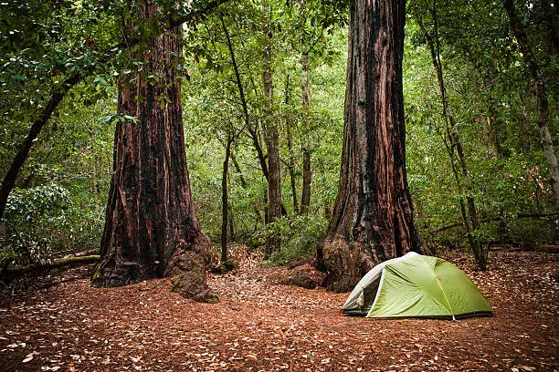 A forest campsite amongst coastal redwoods, Huckleberry campground at Big Basin Redwoods State Park.