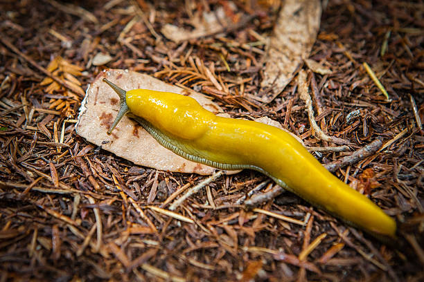 Yellow Banana Slug, Big Basin State Park