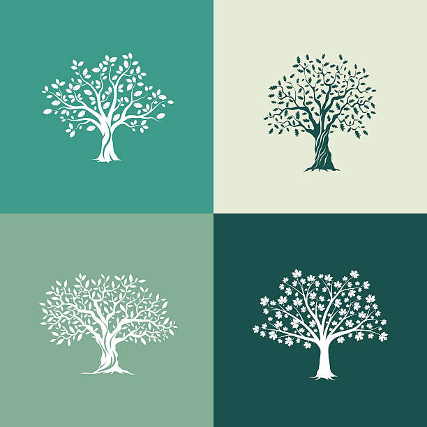 деревья силуэт набор - клён stock illustrations