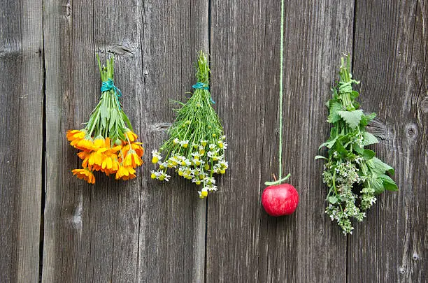 herbal medicine flowers bunch and red apple on old wooden wall