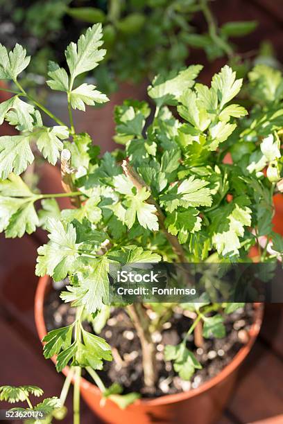 Foto de Salsa Na Panela e mais fotos de stock de Agricultura - Agricultura, Botânica - Assunto, Caule