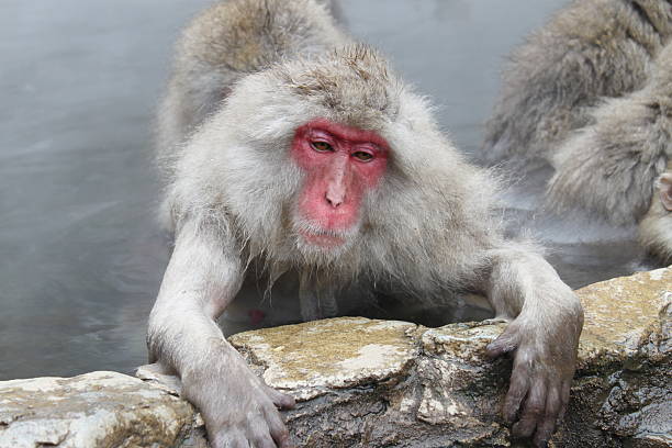 istock Monkeys at Jigokudani Hot Springs (The monkey which relaxes in a hot spring.) 523620947