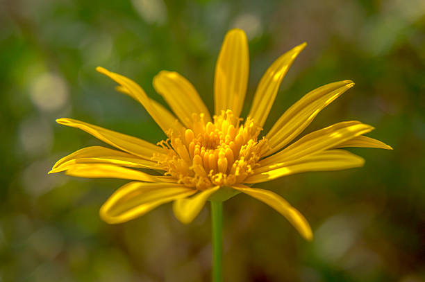 amarelo flor, com luz de foco - bud scar imagens e fotografias de stock