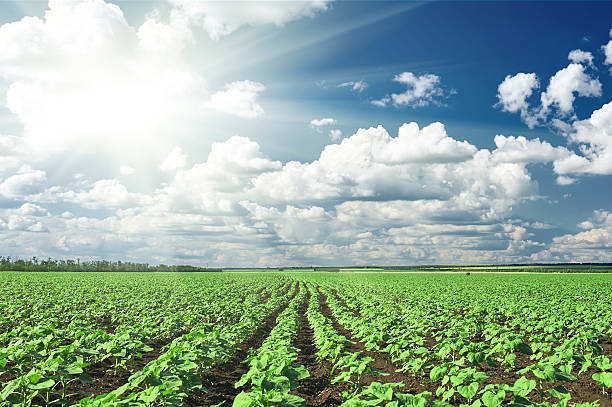 istock spring landscape, green field with vegetable seedling bush and sun 523623666