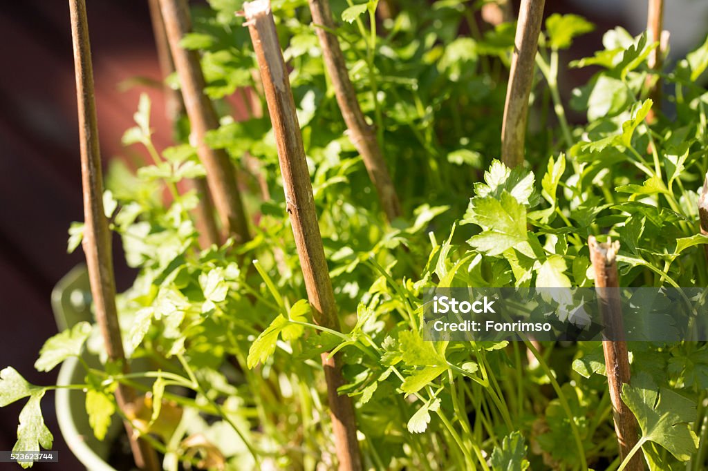 Coberto com ervas :  Salsa - Foto de stock de Agricultura royalty-free