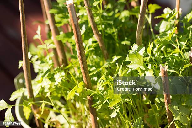 Foto de Coberto Com Ervas Salsa e mais fotos de stock de Agricultura - Agricultura, Alimentação Saudável, Antioxidante