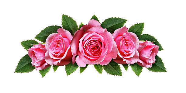 istock Pink rose flowers arc arrangement 523624394