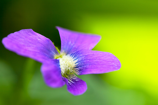 Sweet Violet, English Violet, Common Violet or Garden Violet , Viola odorata flower