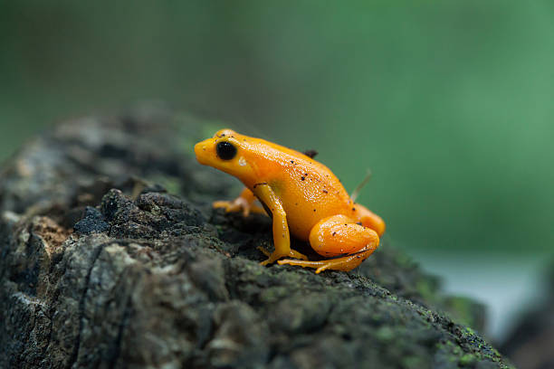 340+ Golden Mantella Frog Stock Photos, Pictures & Royalty-Free