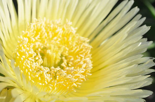 makro z żółte kwiaty abloom lodu roślin - abloom zdjęcia i obrazy z banku zdjęć