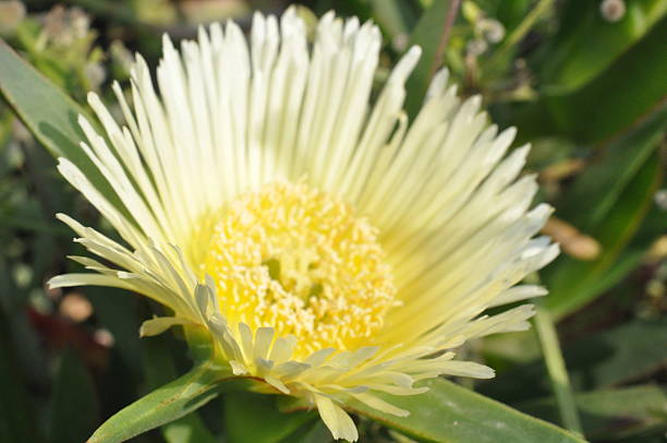 makro z żółte kwiaty abloom lodu roślin - abloom zdjęcia i obrazy z banku zdjęć