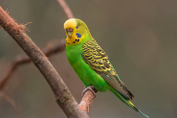 istock Beautiful small green parrots at display in open resort, Germany 523629346