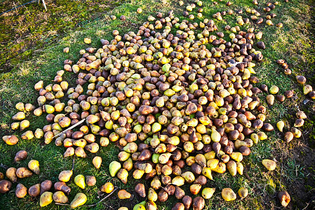 windfall fruits on the meadow windfall fruits on the meadow at a fruit farm bruised fruit stock pictures, royalty-free photos & images