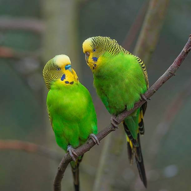 istock Beautiful small green parrots at display in open resort, Germany 523629634