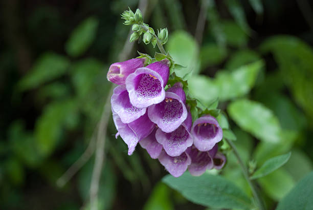 istock Violet foxglove flowers blossoming 523629774