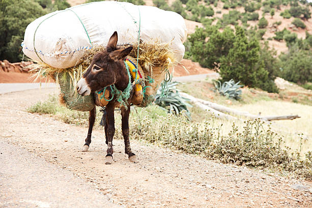 Donkey Carrying A Heavy Load Stock Photos, Pictures & Royalty-Free Images - iStock Donkey Carrying A Heavy Load Stock Photos, Pictures & Royalty-Free Images - iStock