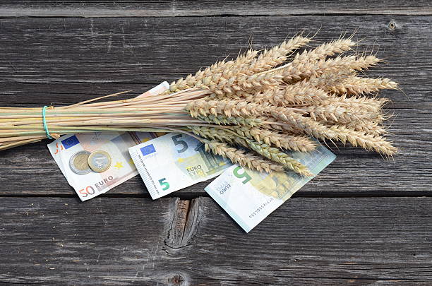 istock wheat   ears bunch with euro money banknotes isolated on white 523630897