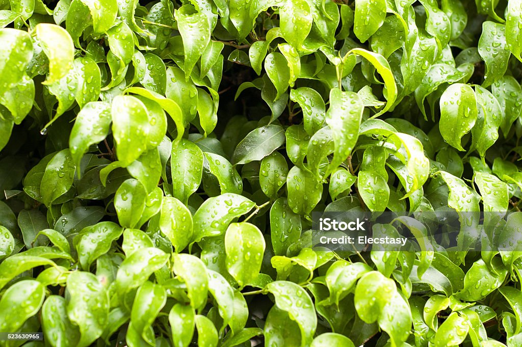 Tiny wet green leaves background Tiny wet green leaves background. Backgrounds Stock Photo