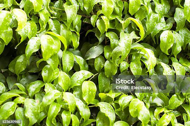 Tiny Wet Green Leaves Background Stock Photo - Download Image Now - Backgrounds, Branch - Plant Part, Bush