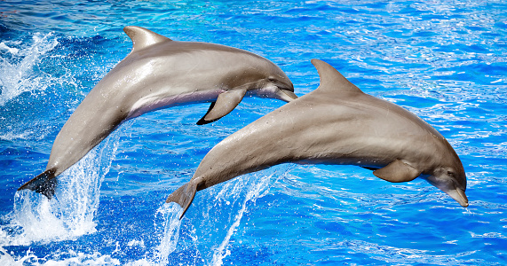 Two dolphins jumping in clear blue sea.