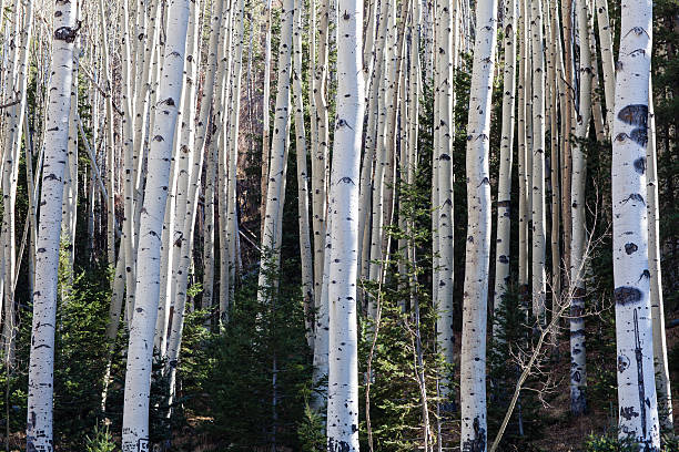 bouleau argenté - forest road nature birch tree photos et images de collection