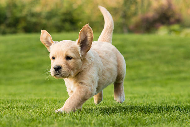 golden retriever szczeniak - puppy zdjęcia i obrazy z banku zdjęć