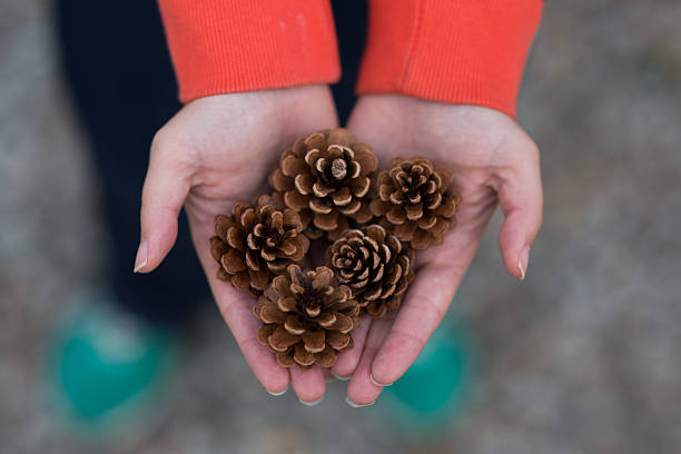 Photo of Multiple Pine Cones in Hands