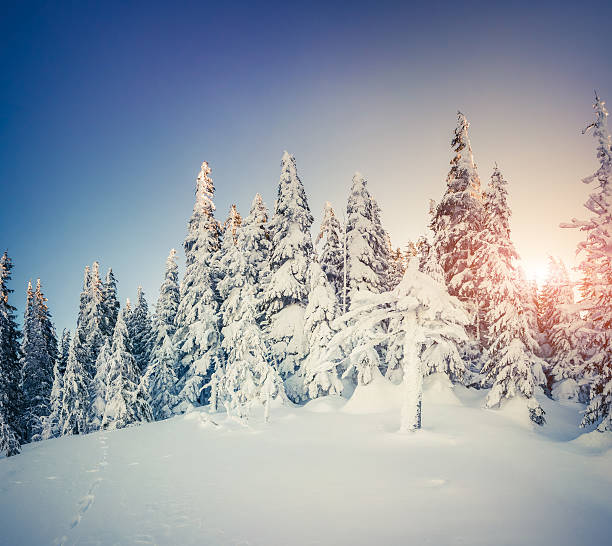 istock Trees covered with hoarfrost and snow in mountain forest. 523634661