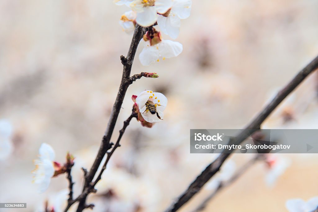 tree blossoms buds tree blossoms buds background sky Apple - Fruit Stock Photo