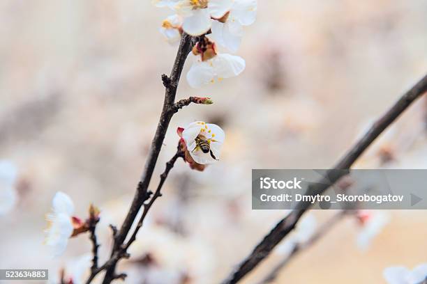 Tree Blossoms Buds Stock Photo - Download Image Now - Apple - Fruit, Backgrounds, Beauty In Nature