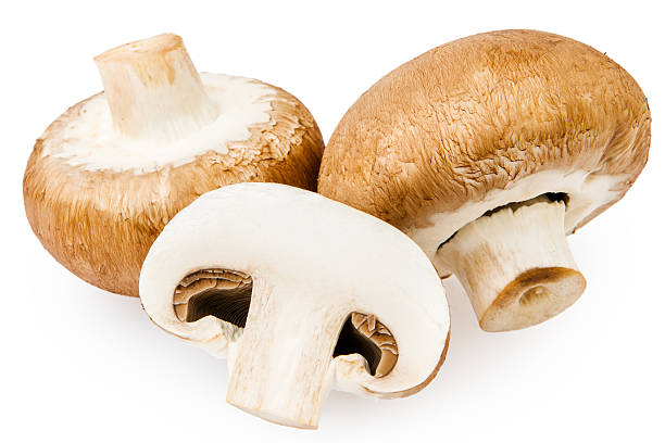 istock Brown champignon mushroom isolated on white background 523635753