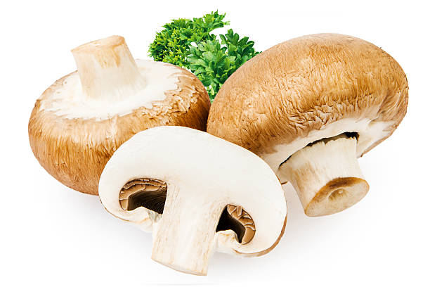 istock Brown champignon mushroom isolated on white background 523635755